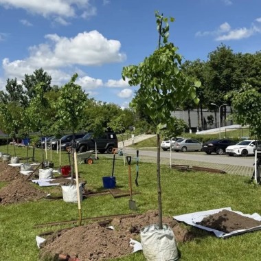 Липовая аллея высажена в Инновационном культурном центре